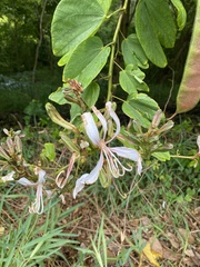 Image of Bauhinia purpurea