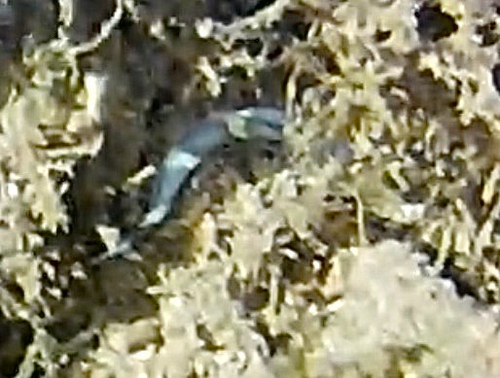 Gymnothorax rueppelliae observed 2026-07-30