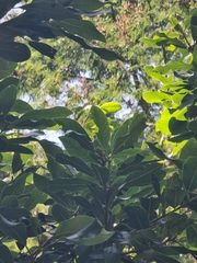 Laurus novocanariensis, photograph (c) Vítor Jorge, some rights reserved (CC BY)