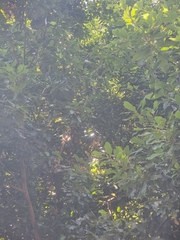 Laurus novocanariensis, photograph (c) Vítor Jorge, some rights reserved (CC BY)