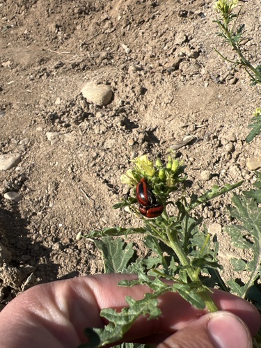 Red turnip beetle