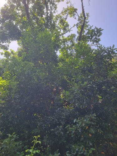 Laurus novocanariensis, photograph 6
