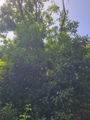 Laurus novocanariensis, photograph (c) Vítor Jorge, some rights reserved (CC BY)