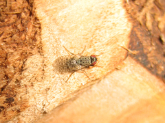 Traginops orientalis