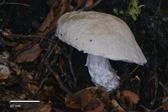 Austroboletus niveus