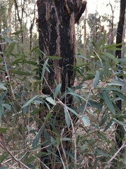 Angophora bakeri