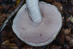 Austroboletus niveus