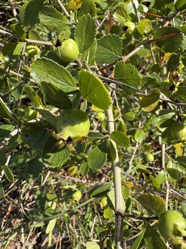Crataegus uniflora, photograph 3
