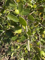 Crataegus uniflora, photograph author not stated, no rights reserved