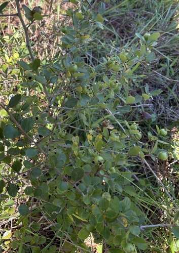 Crataegus uniflora, photograph 4