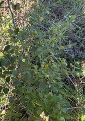 Crataegus uniflora, photograph author not stated, no rights reserved