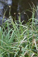 Carex riparia