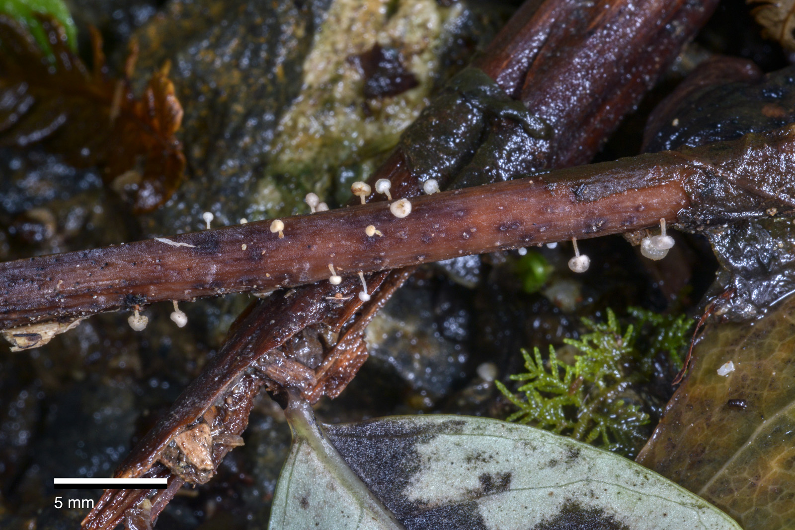 Physalacria stilboidea image