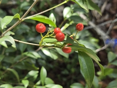 Bunchosia swartziana