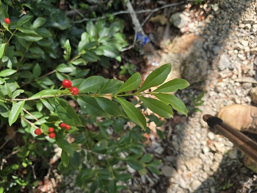Bunchosia swartziana, photograph 1
