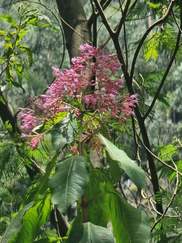 Fuchsia arborescens, photograph 1