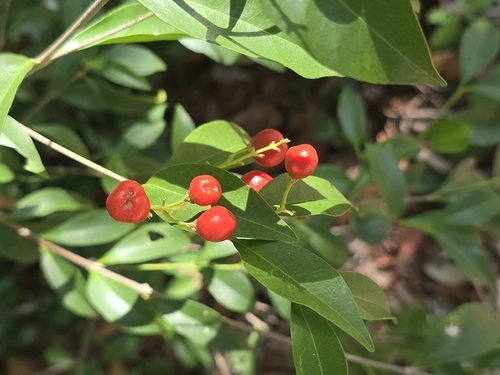 Bunchosia swartziana, photograph 2