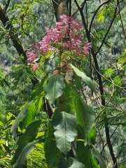 Fuchsia arborescens, photograph (c) Vítor Jorge, some rights reserved (CC BY)