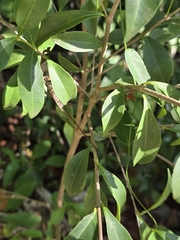 Bunchosia swartziana, photograph (c) Jalil R., some rights reserved (CC BY-SA)