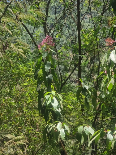 Fuchsia arborescens, photograph 3