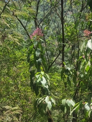 Fuchsia arborescens, photograph (c) Vítor Jorge, some rights reserved (CC BY)