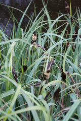 Carex riparia