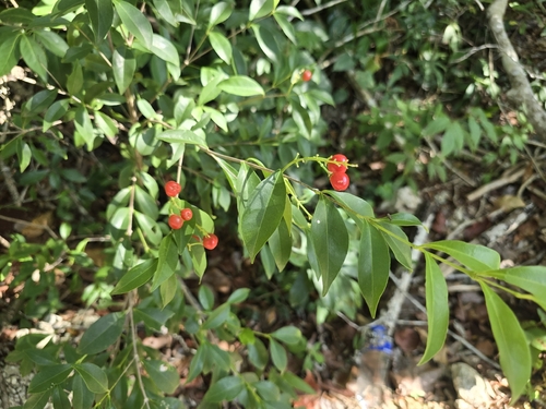 Bunchosia swartziana, photograph 4