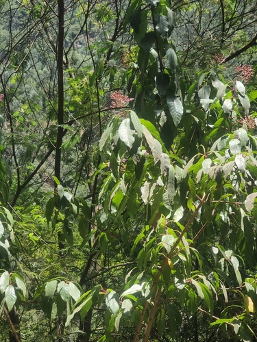 Fuchsia arborescens, photograph 4