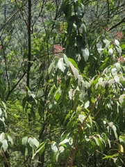 Fuchsia arborescens, photograph (c) Vítor Jorge, some rights reserved (CC BY)