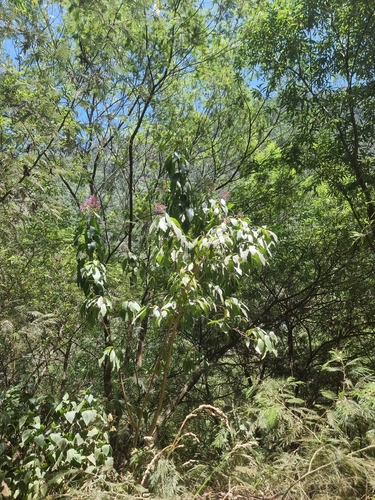 Fuchsia arborescens, photograph 5