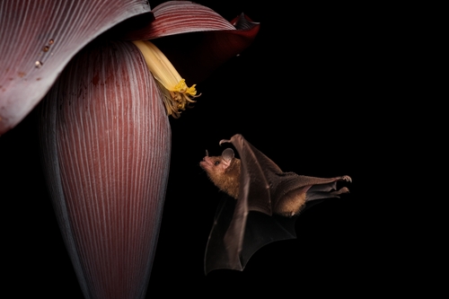 Pallas's Long-tongued Bat