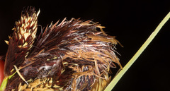 Carex riparia