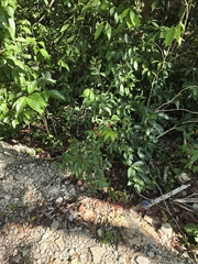 Bunchosia swartziana, photograph (c) Jalil R., some rights reserved (CC BY-SA)