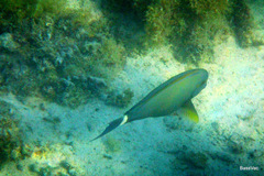 Acanthurus grammoptilus