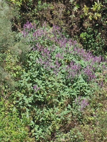 Teucrium betonicum, photograph 1
