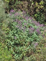 Teucrium betonicum