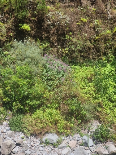 Teucrium betonicum, photograph 2