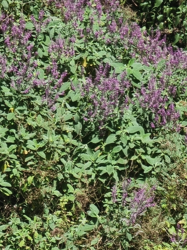 Teucrium betonicum, photograph 3