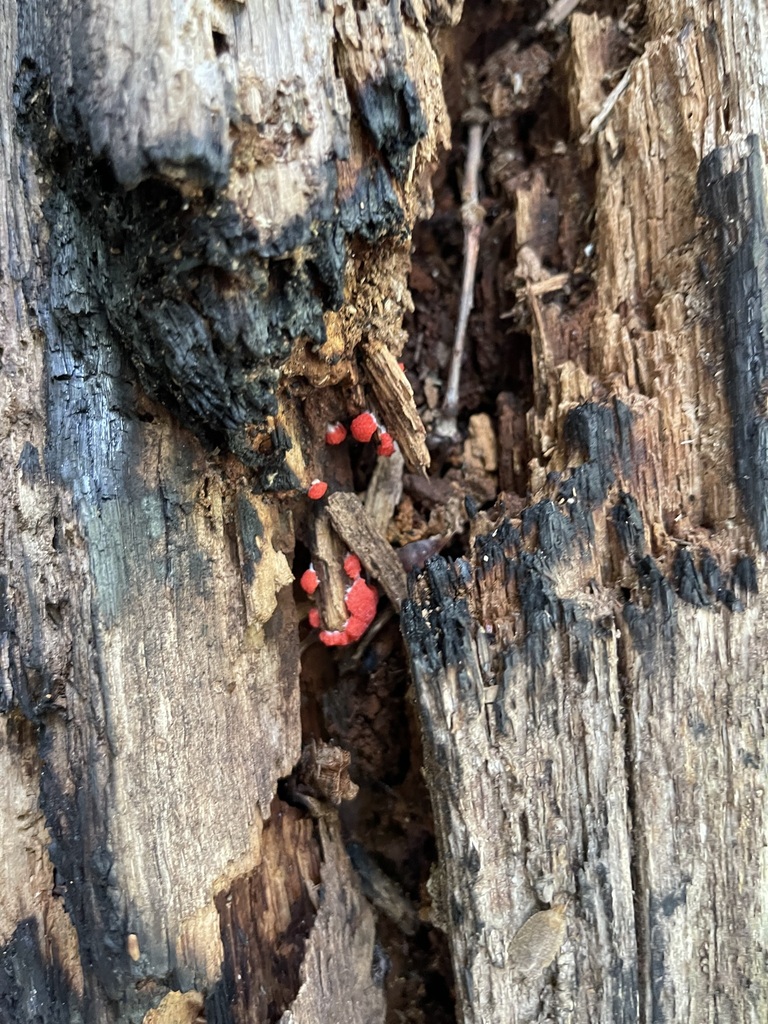 Coral-red Red Raspberry Slime Mold cushions clustered on decaying wood