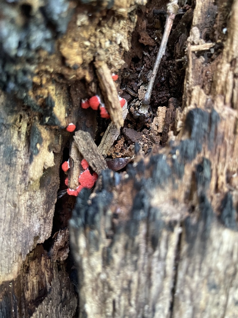 Red Raspberry Slime Mold spread across wet decaying wood