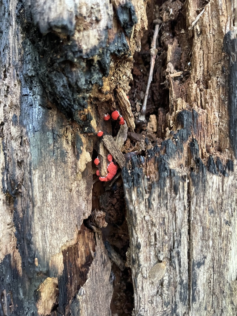 Closer view of crowded Red Raspberry Slime Mold structures