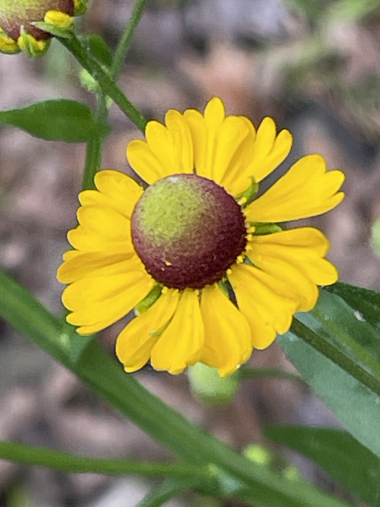 Southern Sneezeweed flower with yellow rays around a purple-brown center