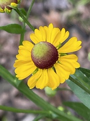 Southern Sneezeweed flower with yellow rays around a purple-brown center