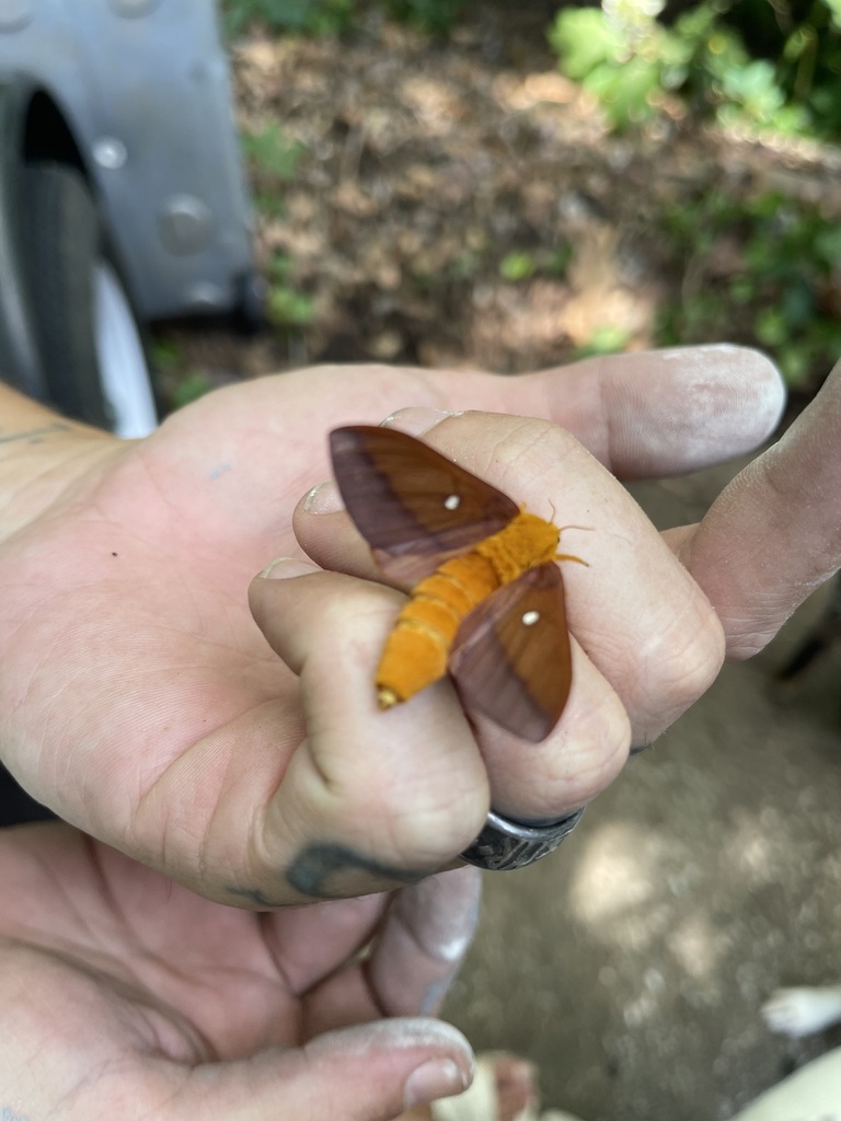 Warm brown and ochre Pink-Striped Oakworm Moth resting on a hand