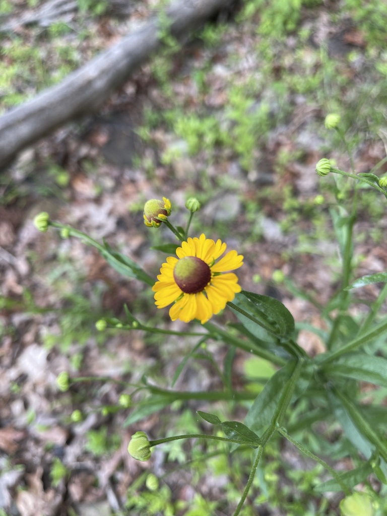 Wider view of Southern Sneezeweed growing on a wet bank
