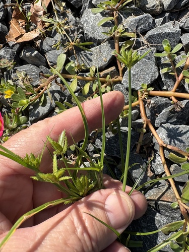 Cyperus compressus, photograph 3