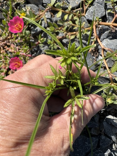 Cyperus compressus, photograph 4