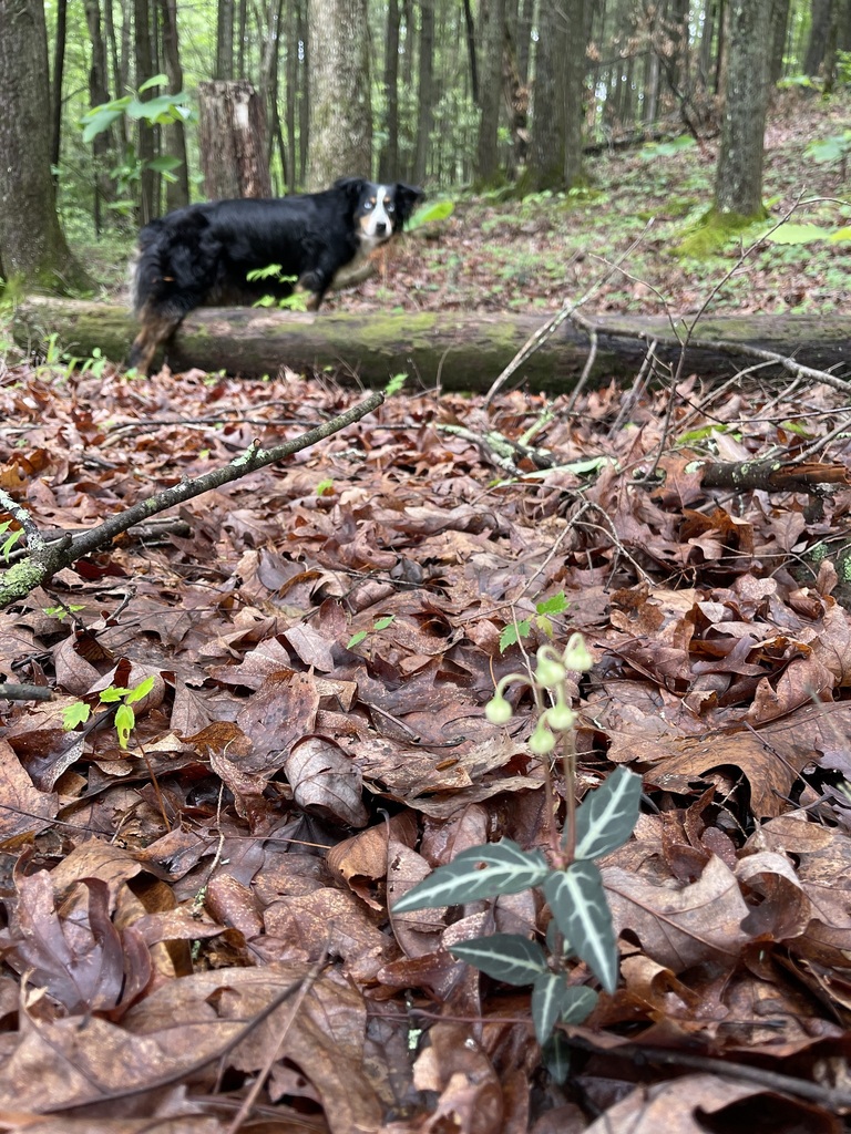 Striped Wintergreen leaves on the forest floor with a dog farther along the trail