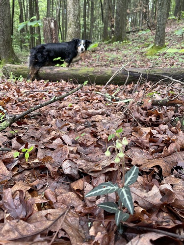 Striped Wintergreen leaves on the forest floor with a dog farther along the trail