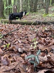 Striped Wintergreen leaves on the forest floor with a dog farther along the trail